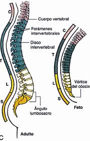 curva vertebral